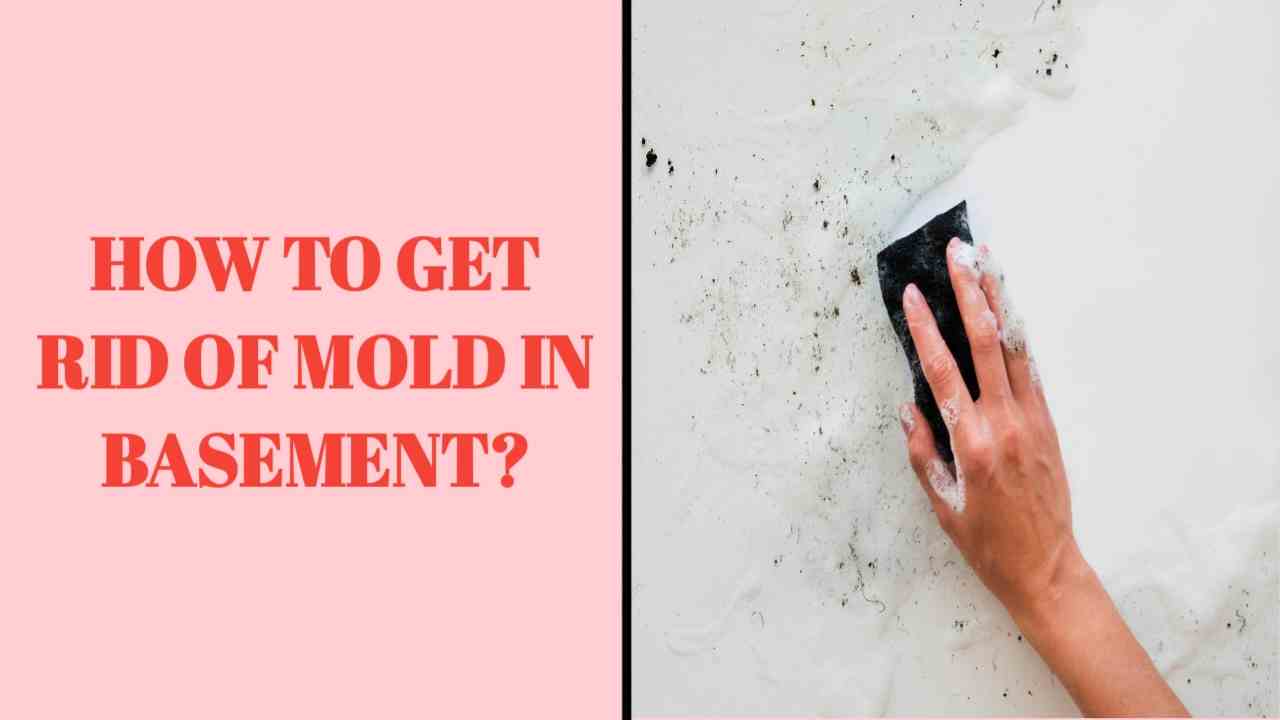 how to get rid of mold in basement