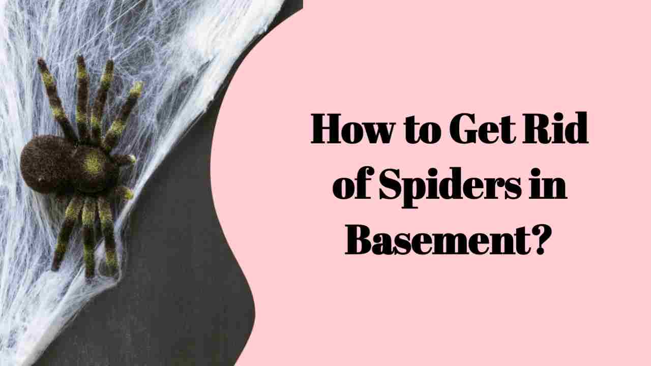 How to Get Rid of Spiders in Basement?