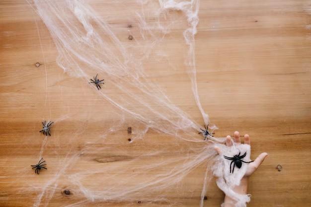 How to Get Rid of Spiders Permanently